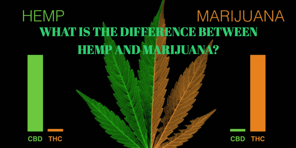 Difference between hemp and marijuana